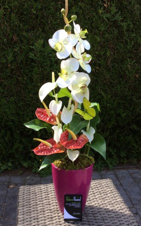 Anthurium, Orchidées / 50€ - Vendu