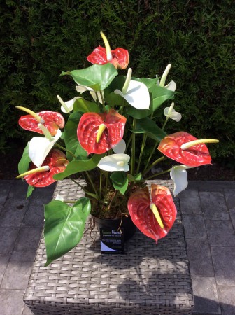 Anthurium / 38€ - Vendu